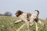 LAGOTTO 094